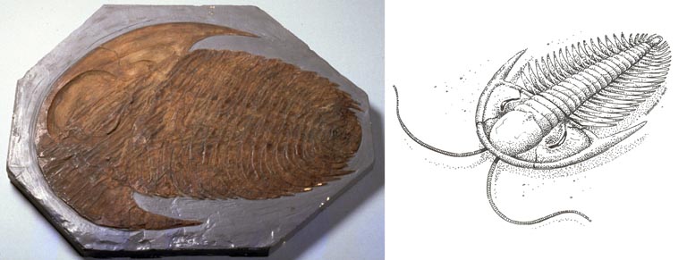 Double colour image of fossilized animal with hard shell stripes and drawing of animal in life 
