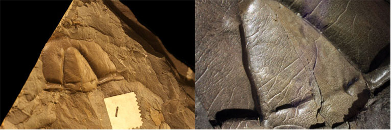Double colour image of brown rock with three fossilized bumps and close-up