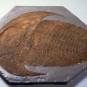 Colour image of brown fossilized animal