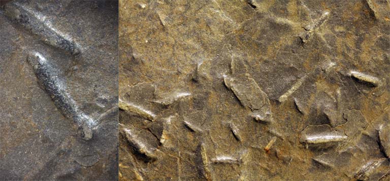 Image couleur de roche brune avec une multitude de petites baguettes