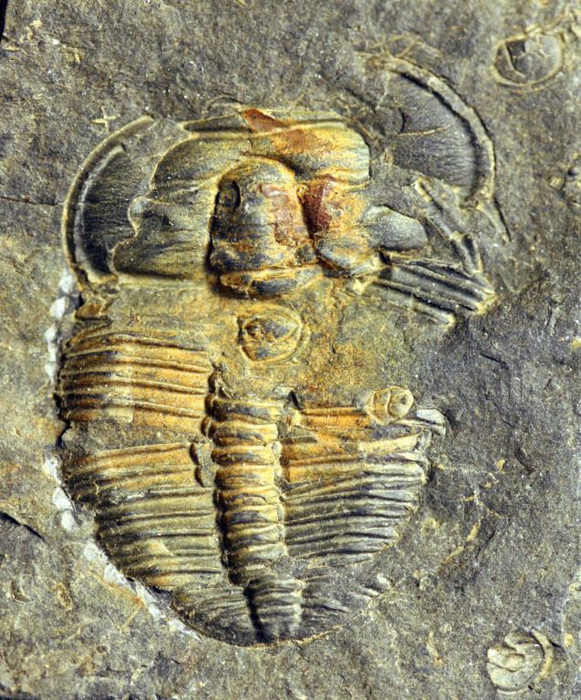 Image couleur d'animal fossilisé avec stries de coquille