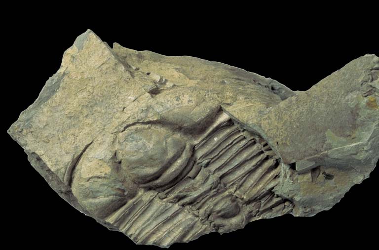 Image couleur d'animal fossilisé avec stries de coquille