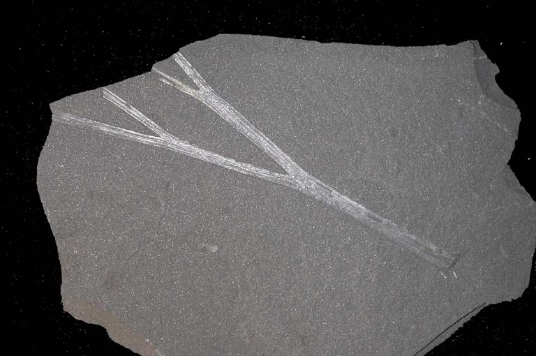 Photographie couleur d’une roche grise striée d’argent