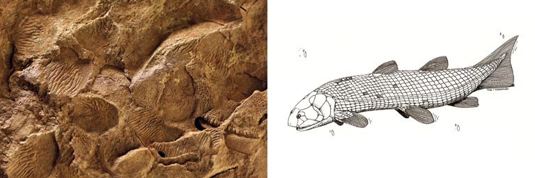 Double image couleur : roche brune avec écailles de poisson fossilisées et dessin de poisson