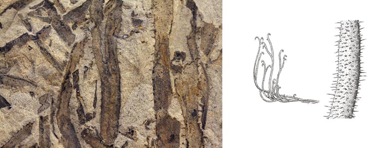Double image couleur : roche brune avec rayures verticales noires et dessin de plante