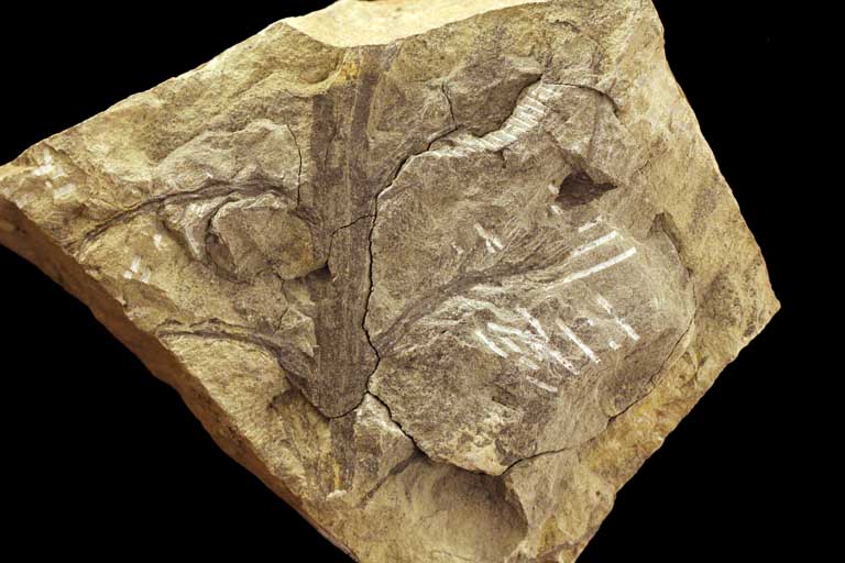 Image couleur de roche brune avec fossile de plante brun foncé ressemblant à un arbre avec des branches