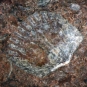  Colour image of brown rock with shell-like fossil