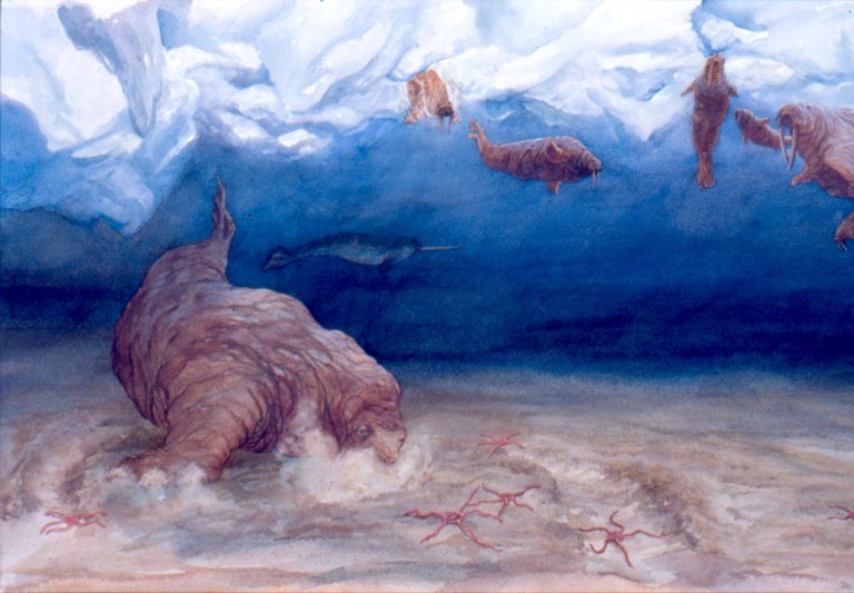 Aquarelle d’un morse nageant dans un océan bleu entre la boue rouge du fond et la glace de la surface