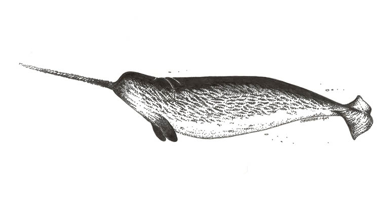 Croquis noir et blanc d’un animal avec une longue défense droite à l’avant