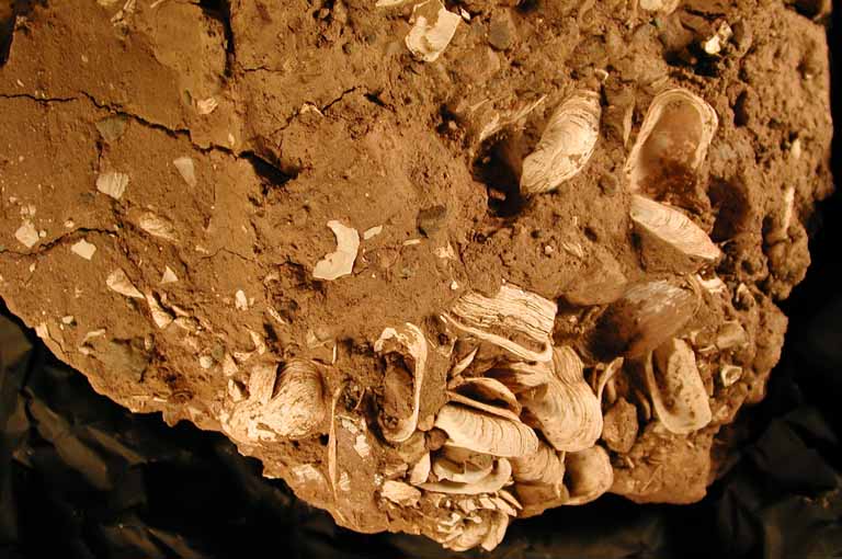 Colour photograph of red clay with white shells in it